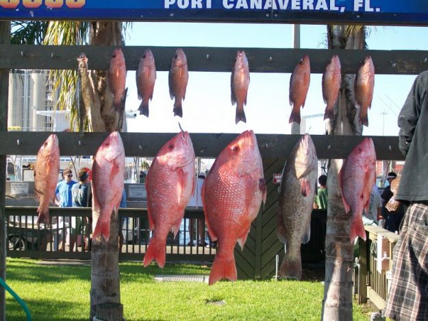 red snapper grouper port canaveral