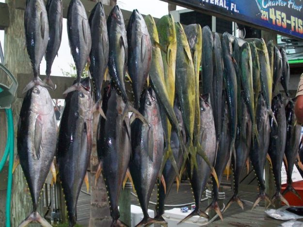 deep sea fishing report mahi tuna charter