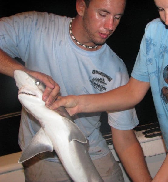 night shark fishing florida